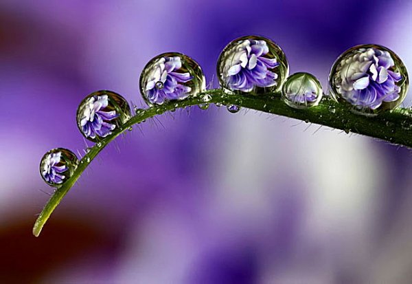 Dew drops